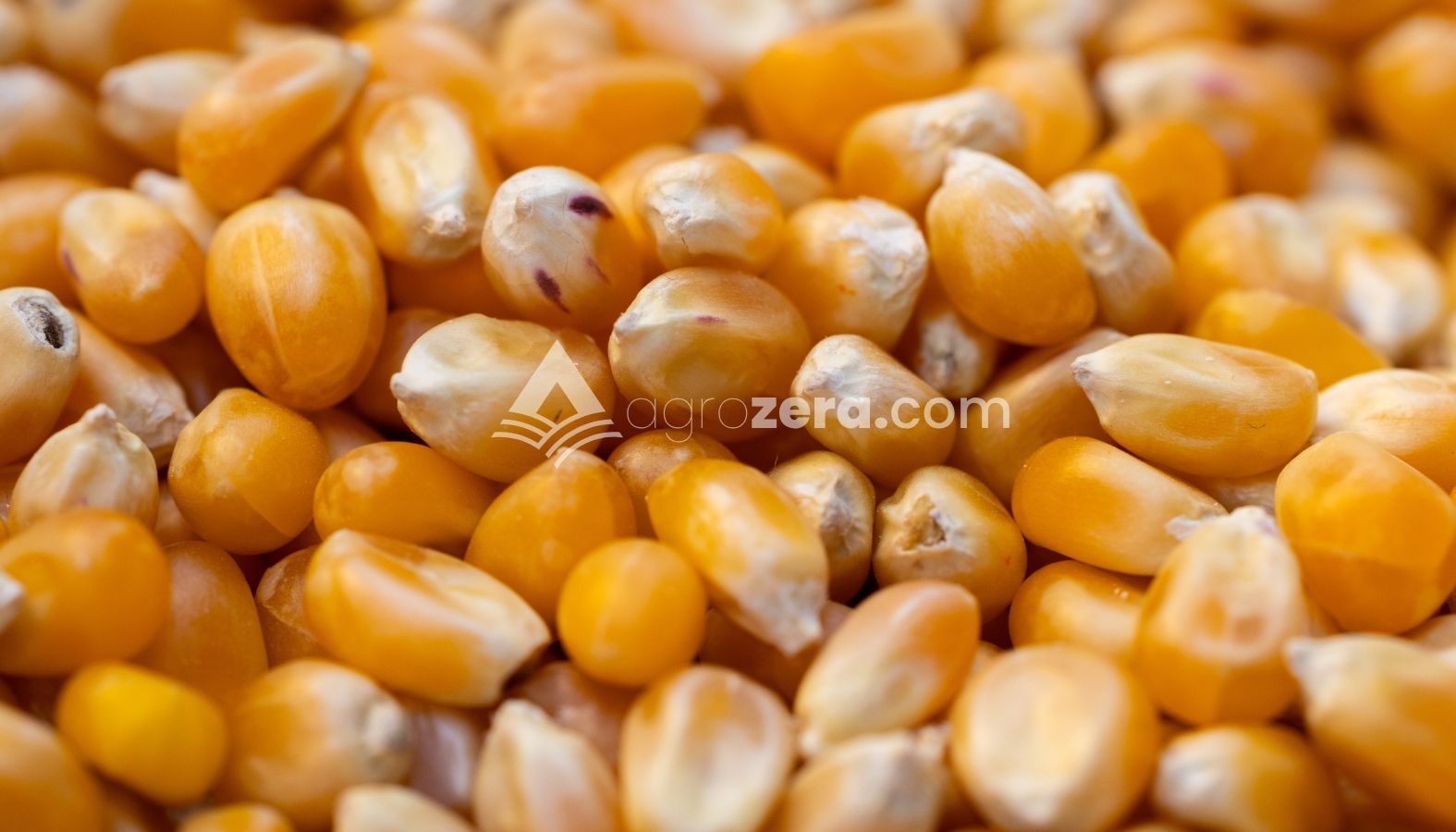 Agro Zera